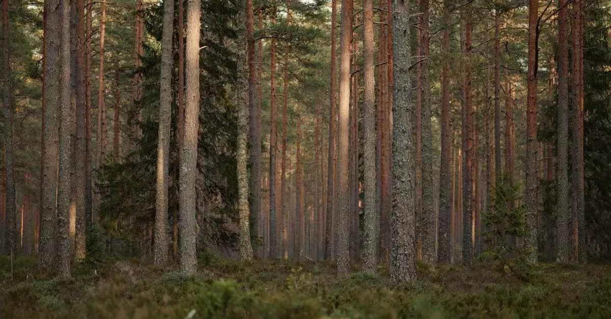 sons of the forest steam