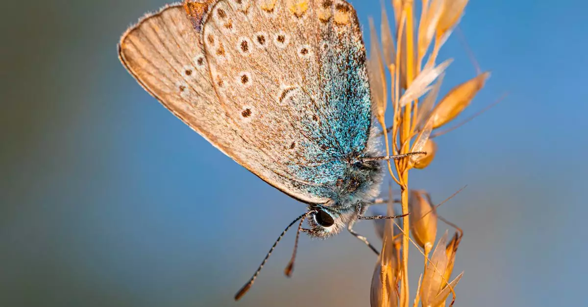 amanda the adventurer download